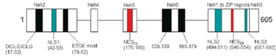 Figura I-3 - Representação esquemática da estrutura da proteína NrF2 e localização das regiões  Neh
