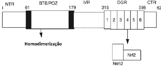 Figura I-4- Representação esquemática da estrutura da  proteína Keap1: 1) região N terminal (NTR); 2)  domínio BTB/POZ  que é  responsável  pela  ligação  que  conduz  ao  homodímero  do  Keap1 e também  lhe  confere a capacidade de interagir com a  Cul3 l