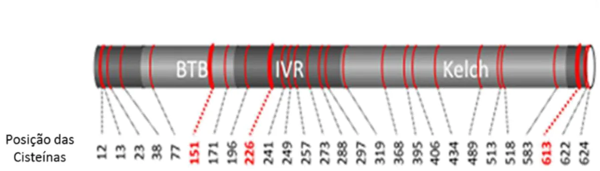 Figura  I-7 – Representação esquemática  da  localização  das  cisteínas presentes  na  proteína  Keap1