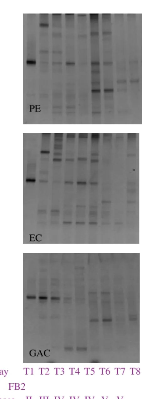 Figure 6 shows the DGGE profiles from the three different reactors. FB2 was present in PE and EC
