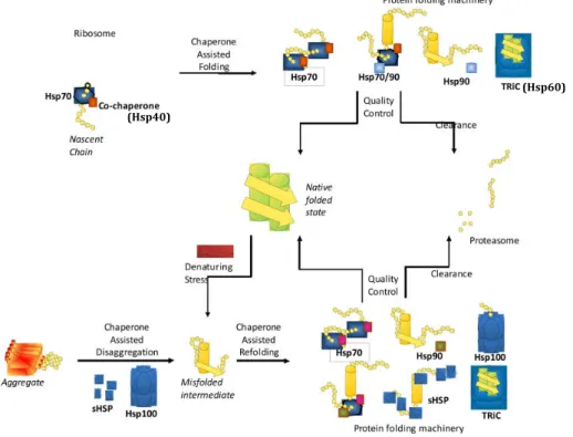 Figure    2.    Different    families    of    chaperones    and    co-­chaperones    are    involved    in    protein    folding