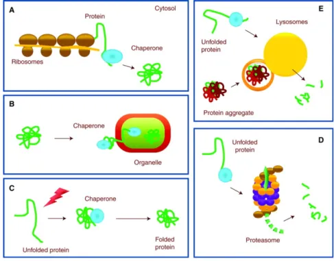 Figure    3.    Chaperones    are    involved    in    protein    clearance.        Chaperones    perform    functions    in    folding   new   proteins   (A),   unfolding/refolding   for   trafficking   into   cellular   compartment    (B)   and    refold