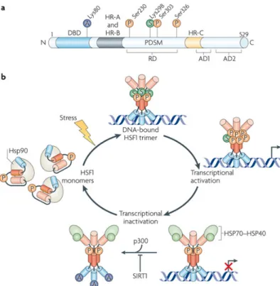 Figure   4.   (a)   Structure   of   HSF1   showing   examples   of   post-­translational   modification,   such    as   acetylation   (A),   phosphorylation   (P)   and   sumoylation   (S)