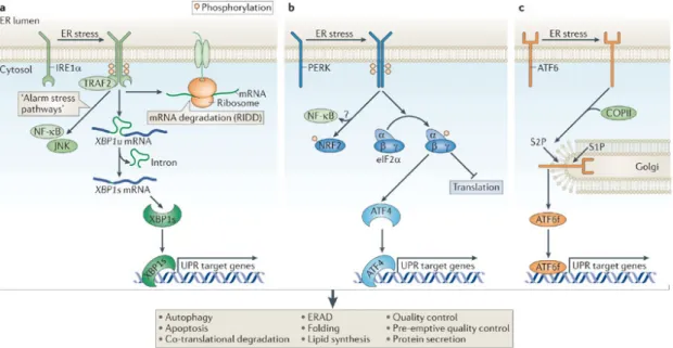 Figure   5.   The   unfolded   protein   response   (UPR)   of   the   ER   is   regulated   by   3   transmembrane    signal   transducers:   IRE1,   PERK   and   ATF6