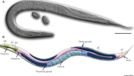 Figure   9.   Anatomy   of   an   adult   hermaphrodite   C.   elegans   nematode.   (A)   DIC   image   of   the   left    lateral   side,   next   to   2   eggs