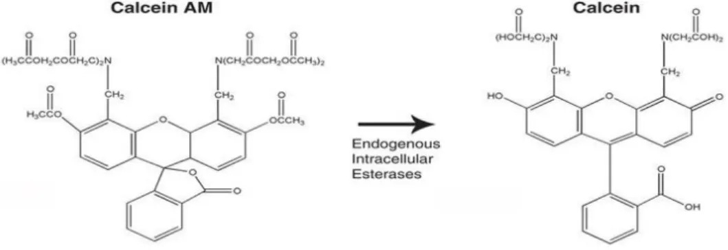 Figure    2.    The    non    fluorescent    dye    Calcein    AM    is    converted    into    fluorescent    Calcein    by    intracellular    esterases