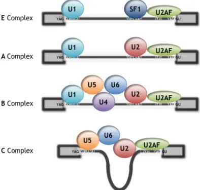 Figure 1.2: Schematic representation of the spliceosomal complexes. See text for details