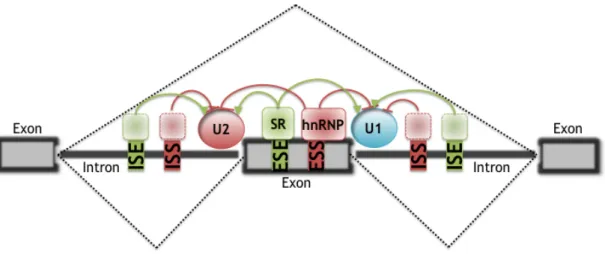 Figure  1.3:  A  schematic  of  regulated  splicing.  Dashed  lines:  Two  alternative  splicing  pathways,  with  the  middle  exon  either  included  or  excluded
