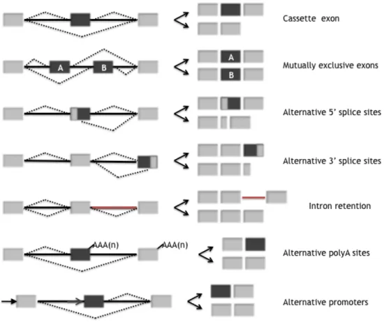 Figure 1.4: Alternative Splicing Events in Metazoan Transcripts. Types of alternative splicing that  are responsible for the generation of functionally distinct transcripts