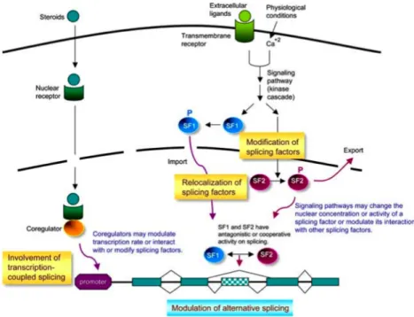 Figure  1.5:  Alternative  splicing  regulation  by  cellular  signals.  Simplified  models  of  signalling- signalling-controlled  alternative  splicing  are  depicted