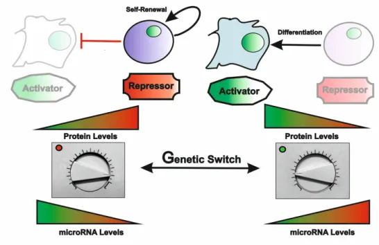 Figure 4. miRNAs are master regulators of cell lineage commitment.  In response to a  given genetic switch, miRNAs can fine-tune the transcriptome to modulate cell  proliferation and differentiation