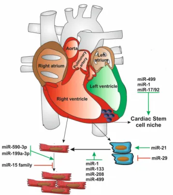 Figure 6. miRNAs in the definition of cardiac cell fate. Niches of cardiac stem cells in the  postnatal heart have the potential to differentiate into several cellular lineages that compose  the heart