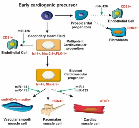 Figure 1. A stem cell model for heart development. The heart is composed of different cell  types that are generated from multipotent cardiac progenitors
