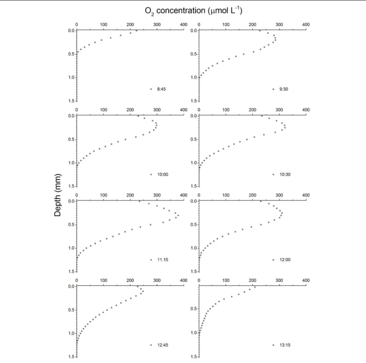 FIGURE 2 | Depth profiles of O 2 concentrations in an intertidal sediment over a diel emersion period