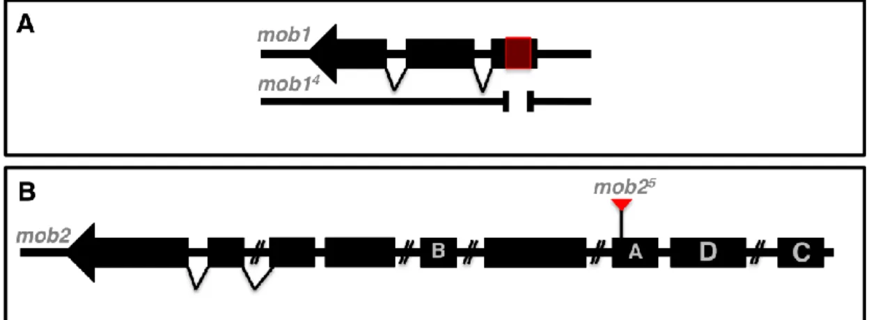 FIGURE  1  -  Scheme  representing  the  mutant  alleles  for  mob1  (A)  and  mob2  (B)
