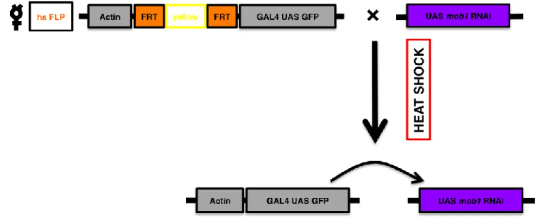 FIG.  2  -  The  FLP-Out  GAL4  system.  Larvae  resulting  from  the  cross  above  depicted,  after  heat shock,  will  have  the  yellow  cassette  flanked  by  the  FRT  sites  flipped  out and  the  Actin  promoter  sequence  will  promote  GAL4  acti