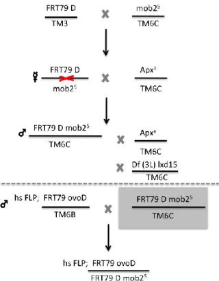FIG. 3 - Crosses designed to produce the germ line  clones. First of all, flies containing FRT  79D  sequence  for  3L  chromosome  (B-8218)  were  crossed  with  the  allele  mob2 5 