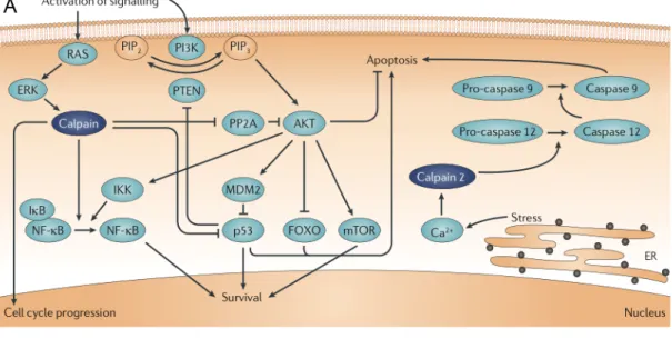 Figure  1.2.  Calpain  signaling  pathways  in  survival  and  apoptosis.     Calpain  activity  can  mediate  both  pro-survival  and  apoptotic  pathways