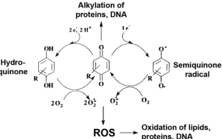 Figure 1.4.  Quinones form covalent bonds with biological molecules and generate ROS.  