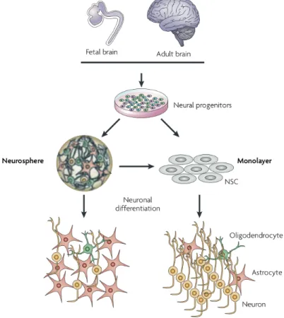 Figure  2.2.    Comparison  of  neurosphere  and  monolayer  culture  systems .    Both  neurospheres and monolayer neural stem cell (NSC) lines can be derived from fetal and adult 