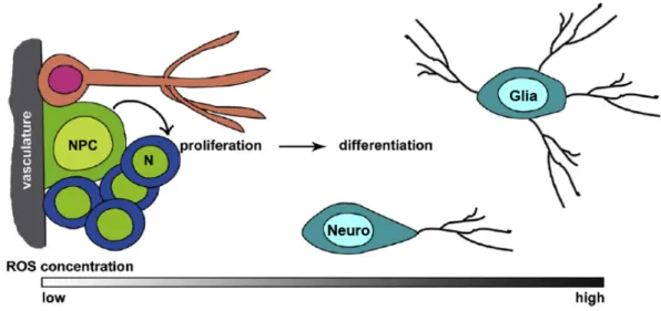 Figure 2.3.  Redox status influences NSC proliferation and differentiation .   Depicted at  the left is the adult neurogenic niche, composed of a cluster of neural progenitor cells (NPC),  neuroblasts  (N),  astrocytes  and  microvasculature