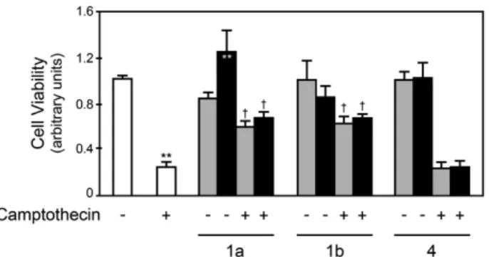 Figure  3.2.    1a  and  1b,  but  not  4,  modulate  camptothecin-induced  decrease  in  cell  viability in primary rat hepatocytes