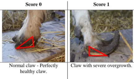Figure 14 – ‘Claw overgrowth’ assessment: ‘Score 0 - without severe overgrown claws’ or ‘Score 1 –  with severe overgrown claws’ (AWIN, 2014b)