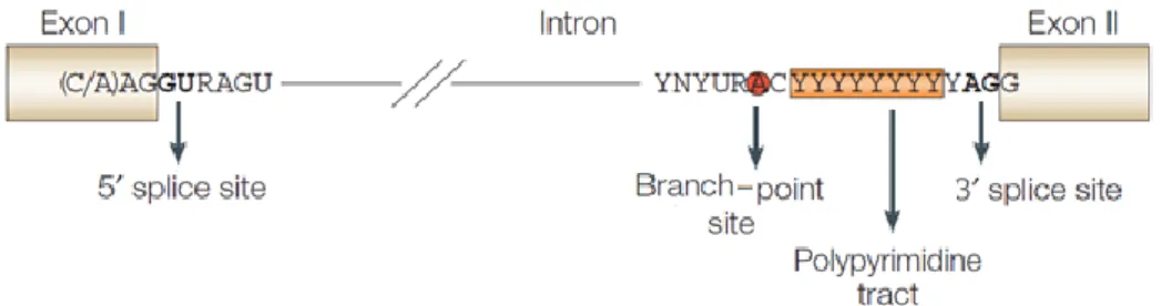 Figure 1.1 – Consensus sequences that define exon/intron boundaries. Y=U or C; R=G or A