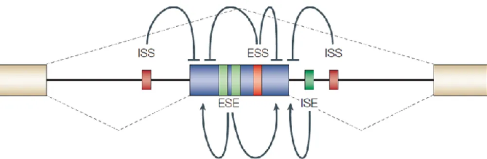 Figure  1.5  – Schematic  representation  of  regulatory  cis-elements.  ESE:  exonic  splicing  enhancer;  ESS:  exonic  splicing  silencer;  ISE:  intronic  splicing  enhancer;  ISS:  intronic  splicing  silencers
