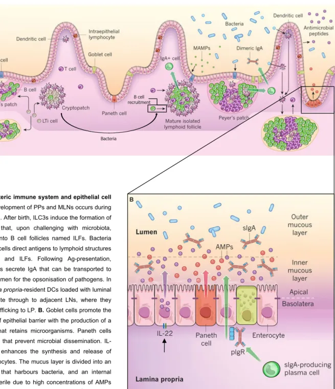 Figure 1 – Enteric immune system and epithelial cell  barrier. A. Development of PPs and MLNs occurs during  embryogenesis