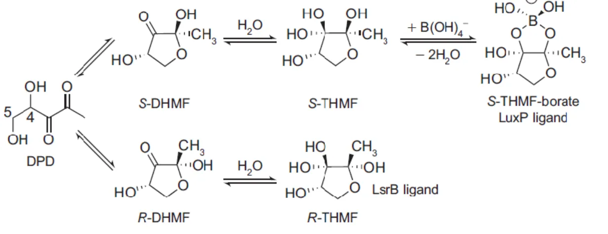 Figure  3  –  AI-2  is  a  family  of  interconverting  molecules  derived  from  DPD