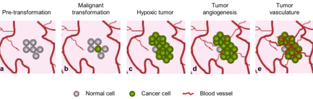 Figure I - 4. The angiogenic switch in tumor development. Most tumors start growing as avascular  nodules  (dormant)  (c)  until  they  get  hypoxic  and  reach  a  steady-state  level  of  proliferating  and  apoptosing  cells