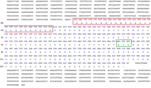 Figure  I  -  5.  Nucleotide  and  amino  acid  sequences  of  a  bovine  VEGF  cDNA.  The  amino  acid  sequence of the hydrophobic signal peptide is in a red box