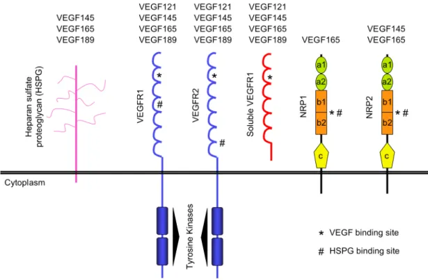 Figure  I  -  12.  VEGF-A  receptors  characterization.  All  VEGF  isoforms  bind  VEGFR1  and  R2  (in  the 2 nd   Ig-like domain) and can induce a signal response by activation of the intra-citoplasmatic tyrosin  kinases