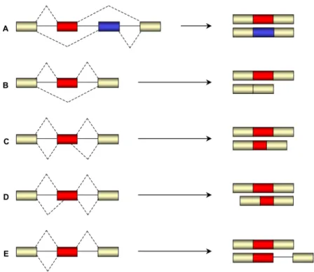 Figure I - 13. Types of alternative splicing. Five types of alternative splicing have been described: A,  mutually  exclusive;  B,  exon  skipping;  C,  alternative  5’  splice  sites;  D,  alternative  3’  splice  sites;  E,  intron  retention