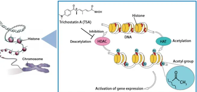 Figura  III.1:  Representação  esquemática  do  processo  de  inibição  das  HDACs  pela  droga  trichostatin A, modificado de Riken, 2008