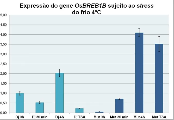 Figura IV.2: Níveis de expressão do gene específico de resposta ao frio,  OsDREB1B  em grupos de  plantas com histona OsHAC704 (Dj) e grupos de plantas sem histona OsHAC704 (Mut)