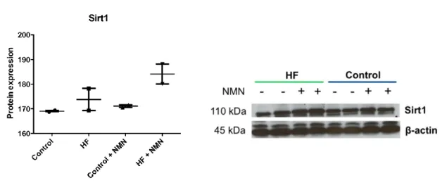 Figure 3.13: Plasma glucose (A) and insulin (B) concentrations in high fat fed mice or controls