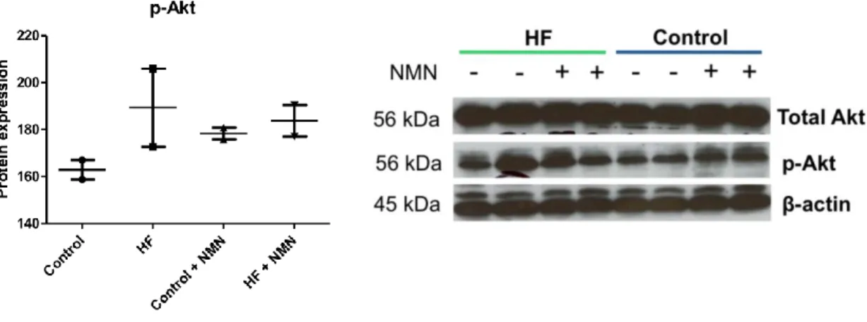 Figure  3.14:  A  representative  Western  blot  of  the  protein  SIRT1  (MW:  110  kDa)  and  the  control  β- β-actin  (MW:  45  kDa)  are  displayed  in  control  and  high  fat  fed  animals  (HF),  with  or  without  NMN  administration