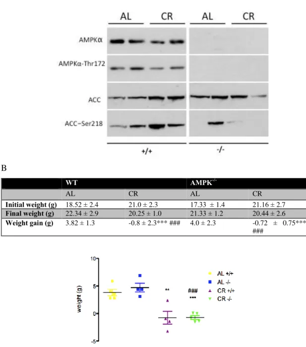 Figure 4.1  A  B  WT  AMPK  -/-AL  CR  AL  CR  Initial weight (g)  18.52 ± 2.4  21.0 ± 2.3  17.33  ± 1.4  21.16 ± 2.7  Final weight (g)  22.34 ± 2.9  20.25 ± 1.0  21.33 ± 1.2  20.44 ± 2.6  Weight gain (g)  3.82 ± 1.3  -0.8 ± 2.3*** ###  4.0 ± 2.3  -0.72  ±