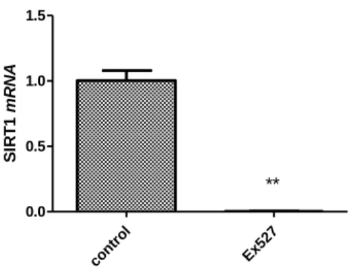 Figure 4.8  A     co nt ro l E x5 270.00.51.01.5SIRT1mRNA  **