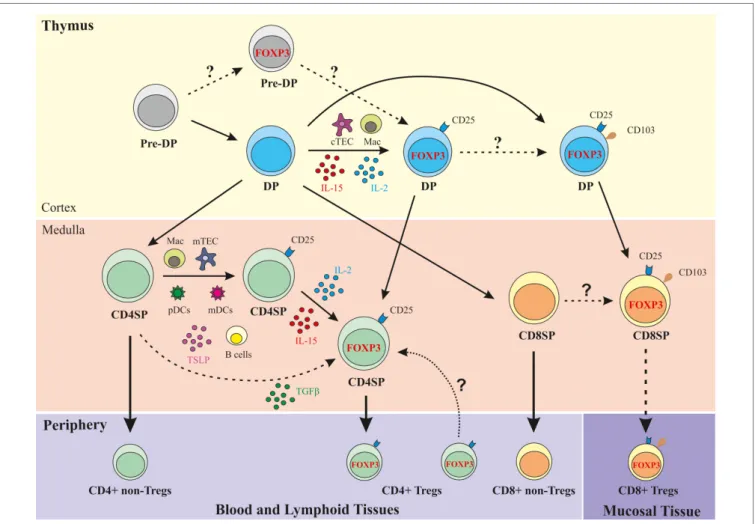 FiGURe 1 | Schematic representation of human Treg development  in the human thymus. DP, double-positive (CD4 + CD8 + ); CD4SP,  CD4 single-positive (CD4 + CD8 neg ); CD8SP, CD8 single-positive 