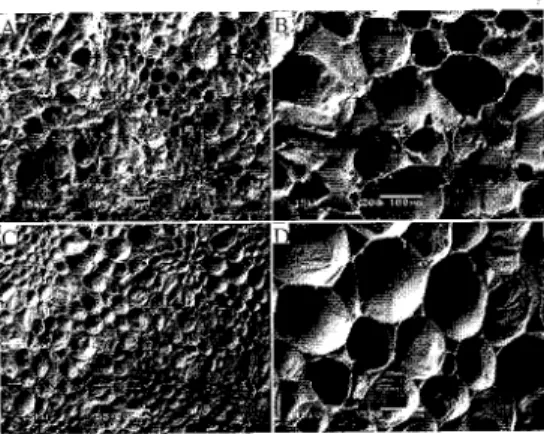Fig. 1. Scanning electron micrographs of 'Rocha' pear flesh after harvest, and exposure for 1 d (A, B) and 14 d (C, D) to air (magnification: A, C - 55X; B, D - 200X).