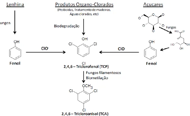 Figura 2.3 – Mecanismo de formação do 2,4,6-TCA, que exemplifica a principal via de formação dos cloroanisóis