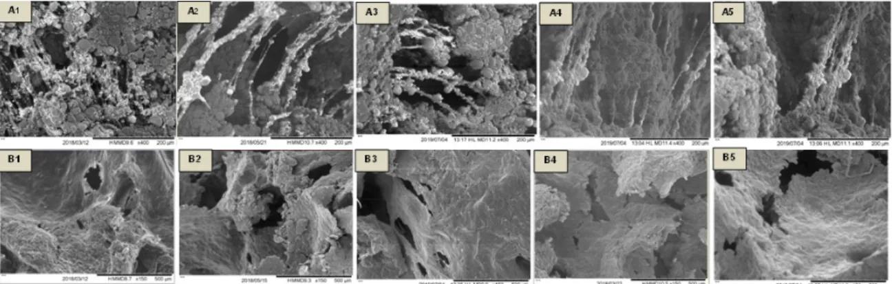 Figure 5. Scanning electron micrographs (400 ×, scale bar = 200µm for dough; 150 ×, scale bar = 500  µm for bread crumb) : A—fermented dough (60 min/37 °C); A1—Control dough; A2—30 g Yg, A3—