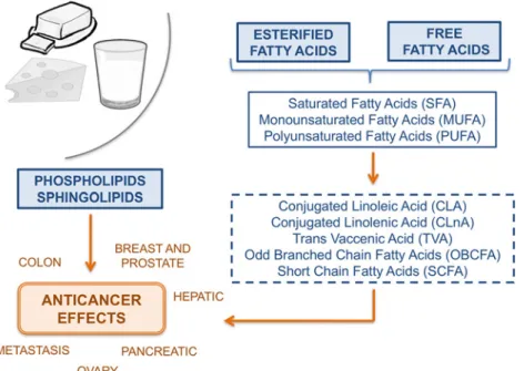 Figure 2. Schema summarizing the pathways related with the anticancer effects of milk lipids