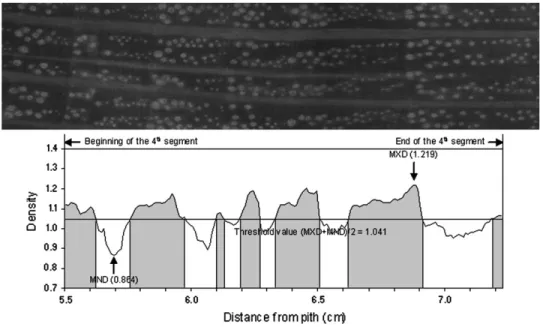 Figure 1  .    An example of the application of the criterion based on the average of minimum and maximum  density for determining the limit between earlywood () and latewood ()