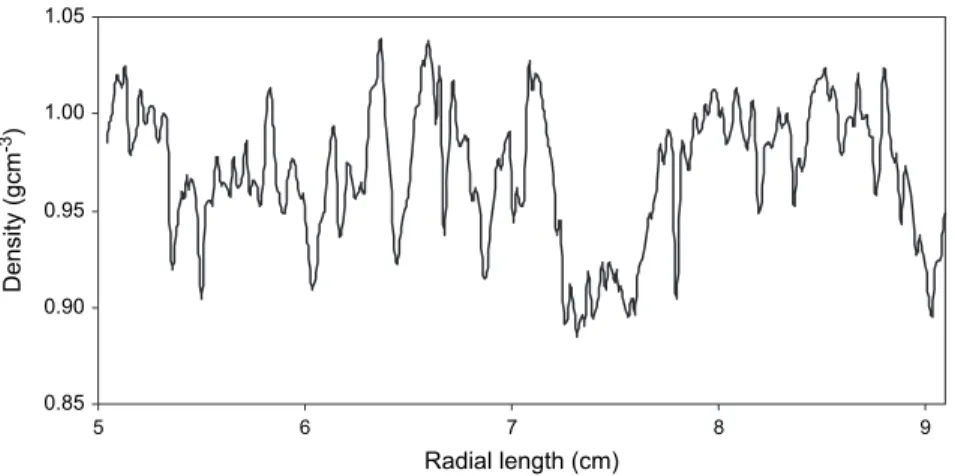 Figure 3  .    Microdensitometric proﬁ les obtained for the cork oak wood at breast height level of one tree from  site 1, in the region of 5 – 9 cm of radial distance from pith