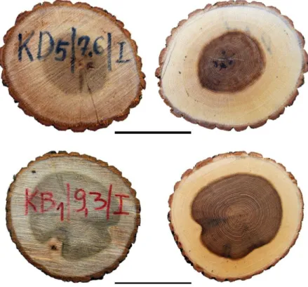 Figure 2.10. Cross sectional discs of Quercus cerris from Duboçak (KD) and Blinaja (BB), Kosovo, showing  heartwood and sapwood colour differences 