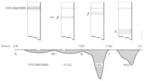 Figura  2  -  Mobilidade  das  lipoproteínas  na  electroforese.  Adaptado  de  Beaumont  et  al